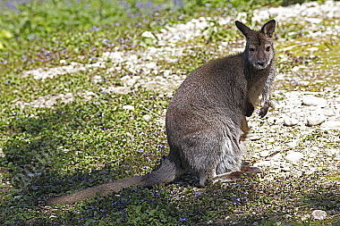 Bennettkänguru