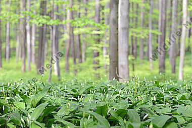 Bärlauch Allium ursinum im Wald