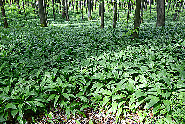 Bärlauch Allium ursinum im Wald