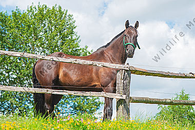 Pferd auf der Weide