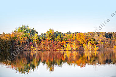 Herbstwald am See