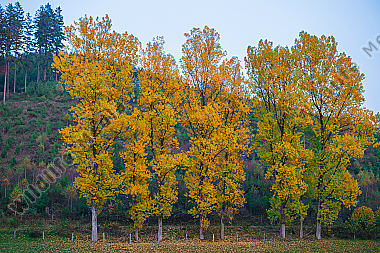 Pappeln am Waldrand im Herbst