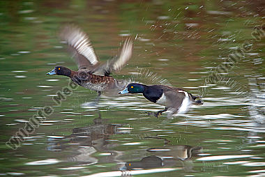 Reiherenten im Flug