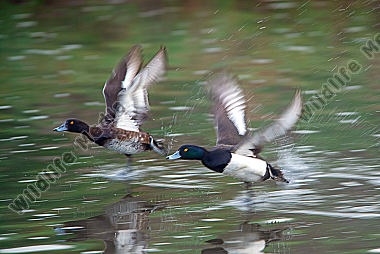 Reiherenten im Flug