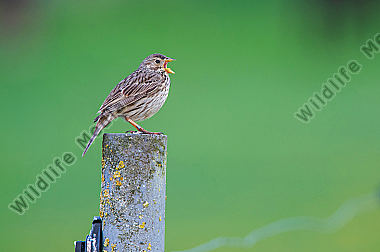 Wiesenpieper beim Gesang