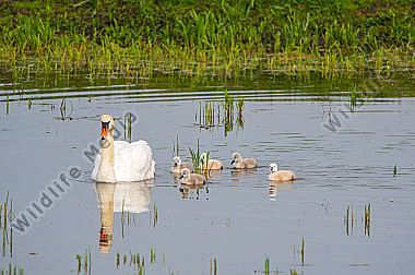 Höckerschwan mit Jungen