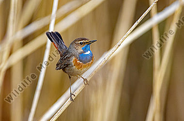 Blaukehlchen Männchen im Schilf