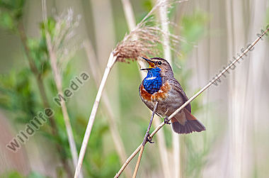 Singendes Blaukehlchen