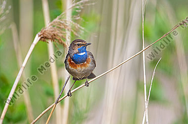 Blaukehlchen Männchen