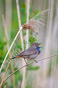 Blaukehlchen Männchen