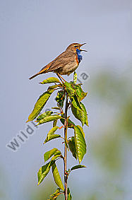 Singendes Blaukehlchen Lucinia svecica Männchen