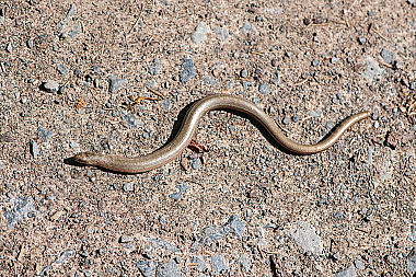 Westliche Blindschleiche