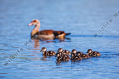 Nilgans mit Jungen