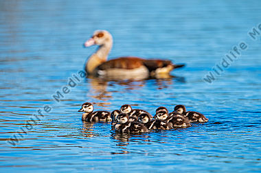 Nilgans mit Jungen