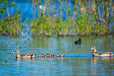 Nilgänse Alopochen aegyptiaca mit Jungen