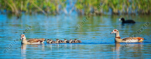 Nilgänse Alopochen mit Jungen