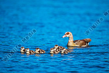 Nilgans Alopochen aegyptiaca mit Jungen