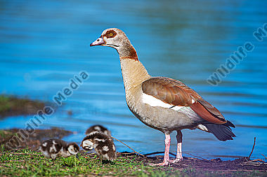 Nilgans Alopochen aegyptiaca mit Jungen