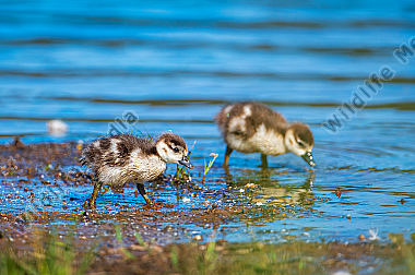 Junge Nilgänse