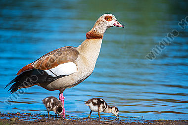 Nilgans mit Jungen