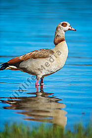 Nilgans im Wasser