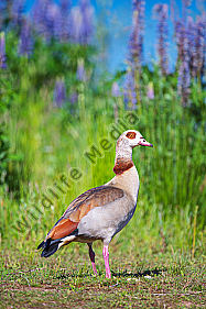 Sichernde Nilgans
