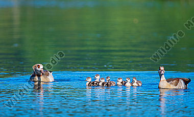 Nilgänse mit Jungen