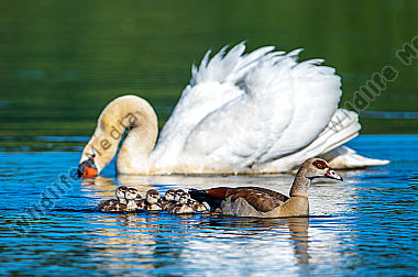 Nilgans mit Jungen und Höckerschwan