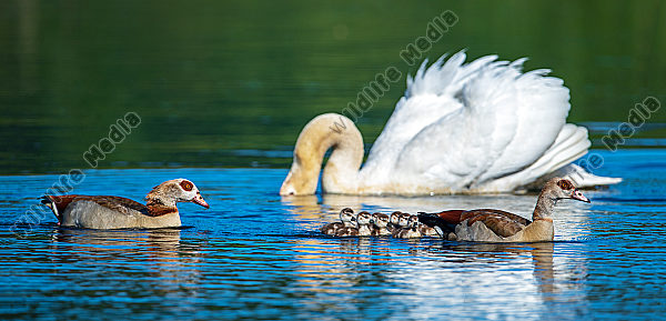 Nilgänse Alopochen aegyptiaca mit Jungen und Höckerschwan