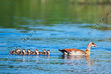 Nilgans mit Jungen