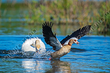 Höckerschwan attackiert Nilgans