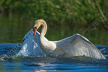 Höckerschwan beim Baden