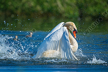 Höckerschwan beim Baden
