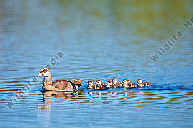 Nilgans mit Jungen