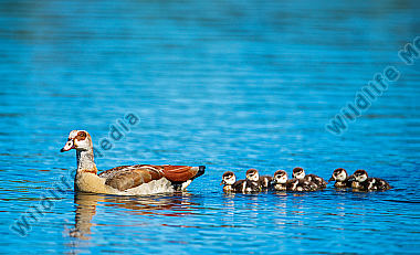 Nilgans mit Jungen