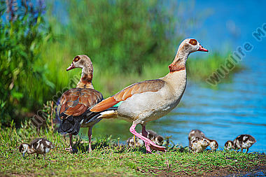 Nilgänse Alopochen aegyptiaca mit Jungen