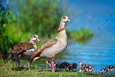 Nilgänse mit Jungen