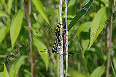 Falkenlibelle Paarungsrad