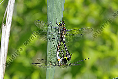 Falkenlibelle Paarungsrad