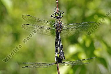 Falkenlibelle Paarungsrad