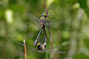 Falkenlibelle Paarungsrad