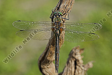 Falkenlibelle Weibchen