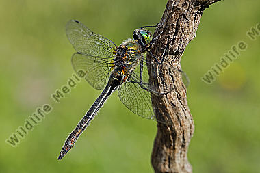 Falkenlibelle Weibchen
