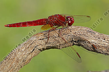 Feuerlibelle Männchen