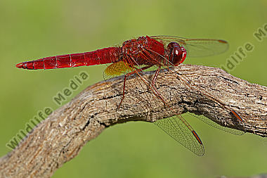 Feuerlibelle Männchen