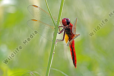 Feuerlibelle Männchen