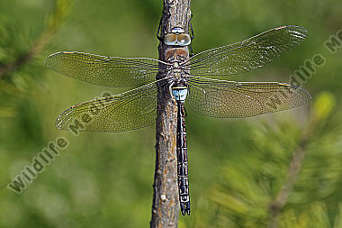 Kleine Königslibelle Männchen