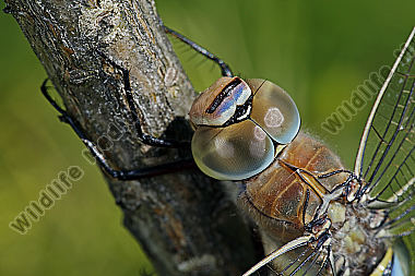 Kleine Königslibelle Männchen