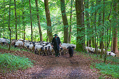 Schafherde zieht durch Wald