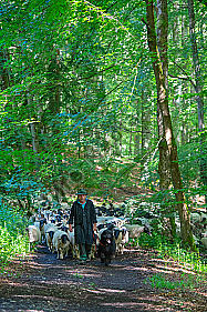 Schafherde zieht durch Wald